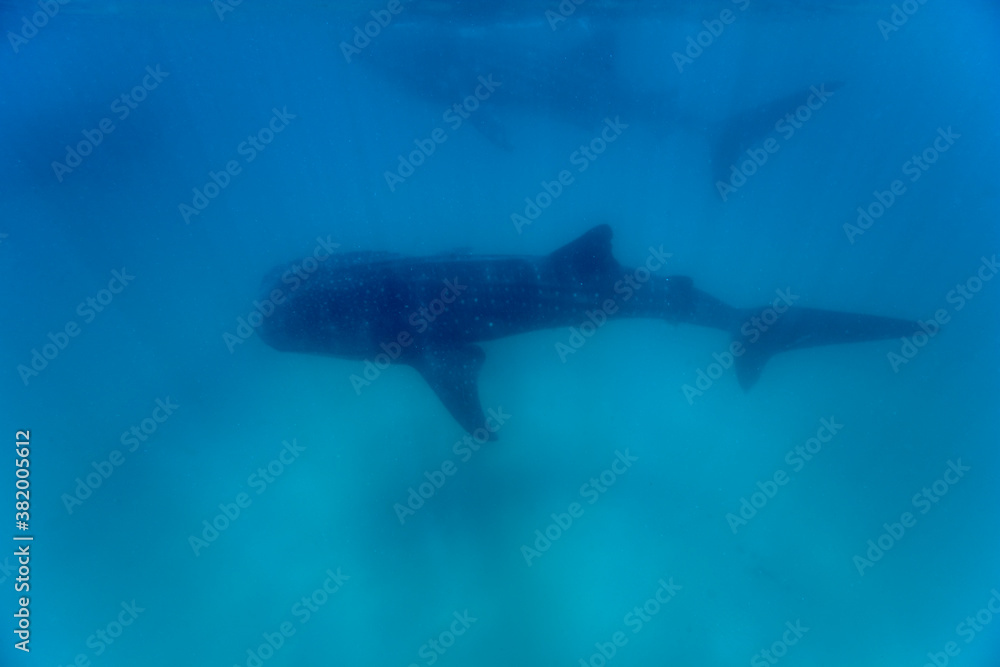 Fototapeta premium Whale Shark, Mozambique