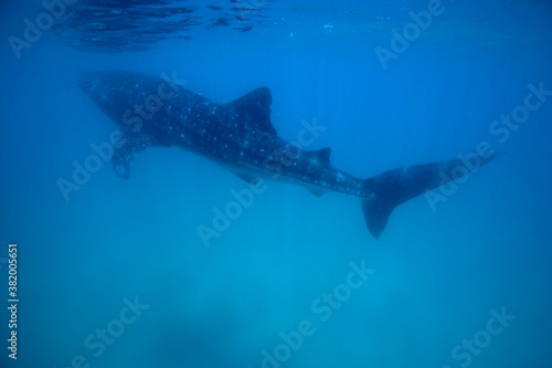 Whale Shark  Mozambique