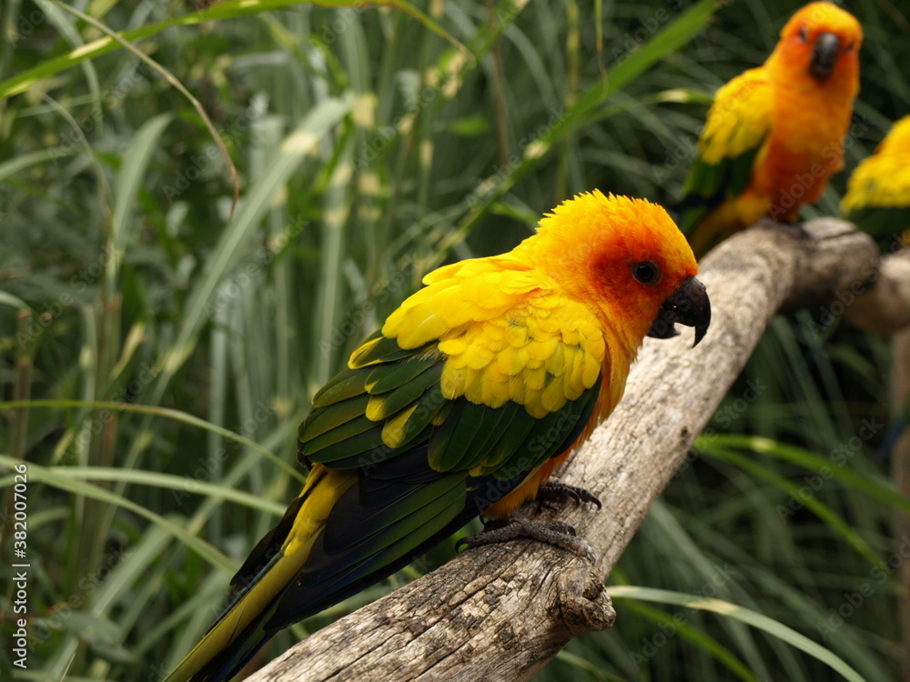 Naklejka premium Conure soleil Aratinga solstitialis