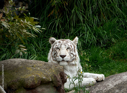 Fototapeta Naklejka Na Ścianę i Meble -  tigre de bengala blanco