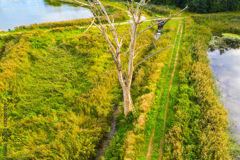 Fototapeta premium dried tree on small river island. dry grass envelops the coast. aerial top view