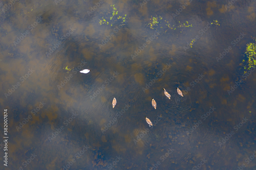 A couple of white swans on the lake aerial drone photo A couple of white swans on the lake aerial drone photo
