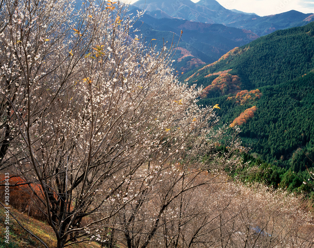 冬桜 冬桜