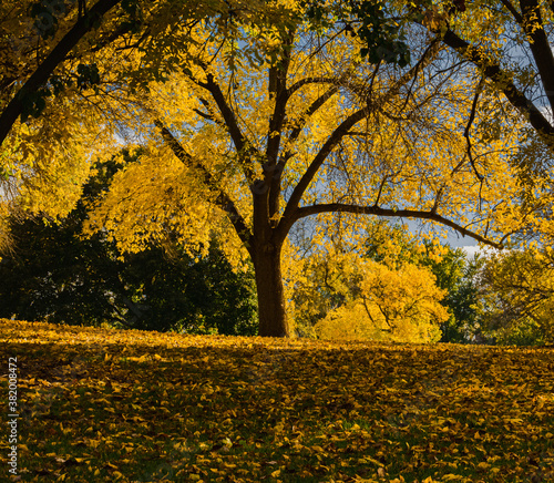 Fototapeta Naklejka Na Ścianę i Meble -  Yellow tree, fall colors