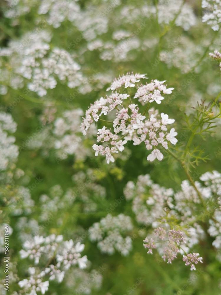 Blooming coriander flowers in the garden. Close up illustration for botanical diary, menu or print Blooming coriander flowers in the garden. Close up illustration for botanical diary, menu or print