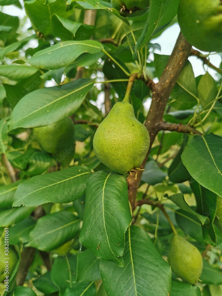 pear on tree in garden. Seasonal summer fruit pear on tree in garden. Seasonal summer fruit