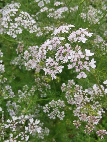 Blooming coriander flowers in the garden. Close up illustration 
