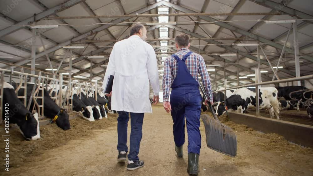 Back view follow shot of farmer with spade and veterinarian with laptop walking down aisle and talking in cowshed with dairy cows eating hay in stalls Back view follow shot of farmer with spade and veterinarian with laptop walking down aisle and talking in cowshed with dairy cows eating hay in stalls