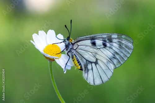 Macro shots, Beautiful nature scene. Closeup beautiful butterfly sitting on the flower in a summer garden.