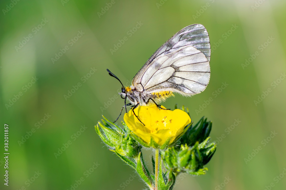 Obraz premium Macro shots, Beautiful nature scene. Closeup beautiful butterfly sitting on the flower in a summer garden.