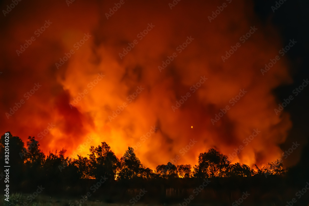 Fototapeta premium Forest fire at night. Wall of fire and smoke, dry season, climate change concept.