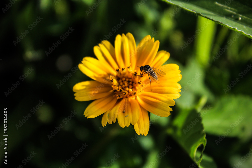 Flor amarilla acompañada por un insecto volador Flor amarilla acompañada por un insecto volador