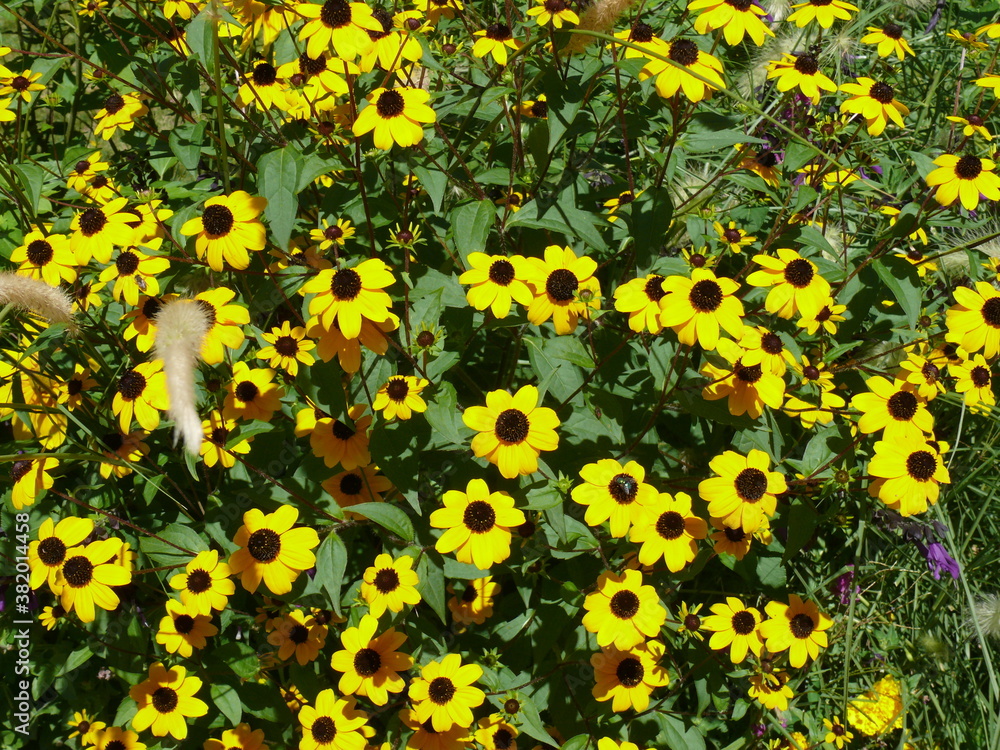 Obraz premium Fleurs jaunes