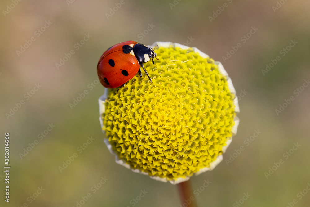 Fototapeta premium seven-spot ladybird on leaf in nature