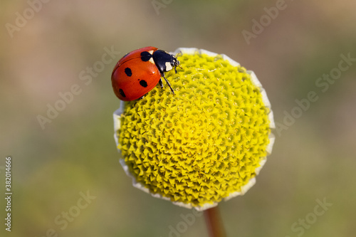 seven-spot ladybird on leaf in nature