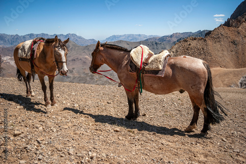 
mountain horses photo