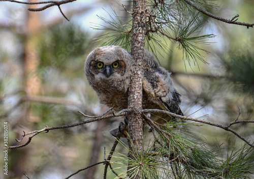 great horned owlet in tree