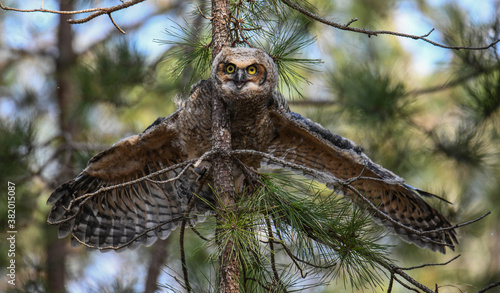 great horned owlet on a branch - spreading his wings