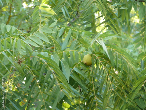 Noyer noir d'Amérique Aesculus nigra