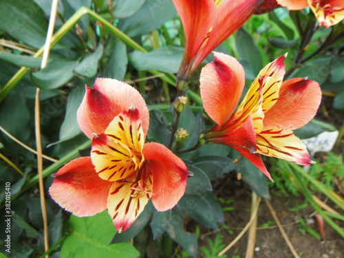 オレンジ色のアルストロメリアの花の接写