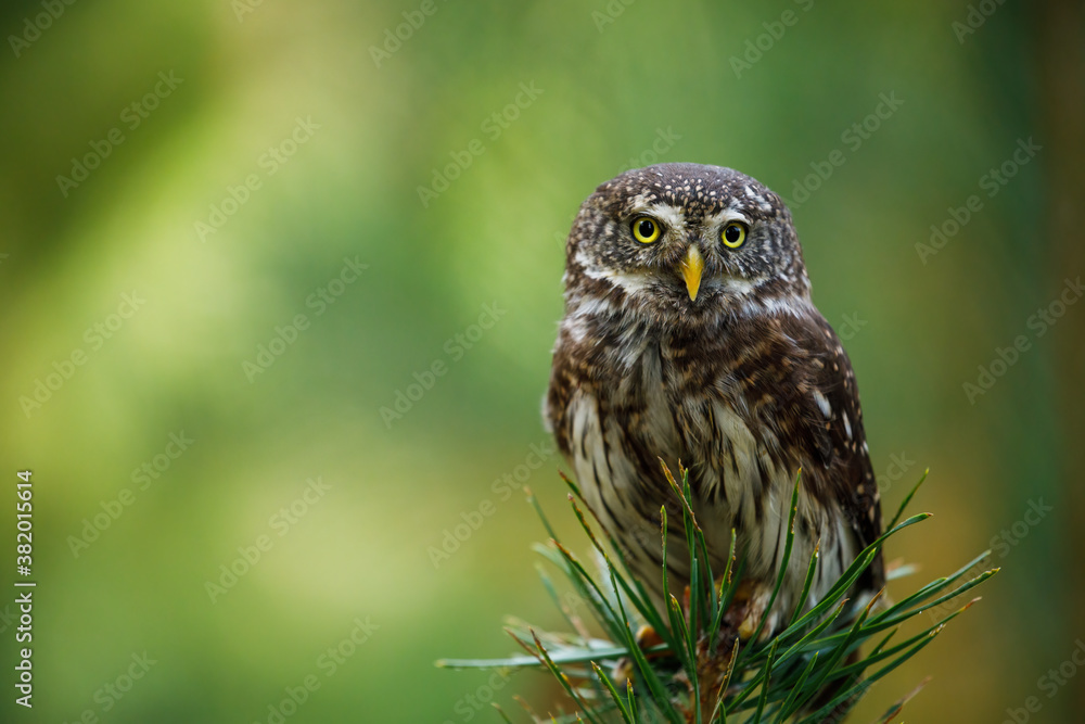 Eurasian pygmy owl, Glaucidium passerinum, perched on top of pine. The smallest owl in Europe. Beautiful bird of prey isolated on green blurred background. Wildlife scene from nature. Eurasian pygmy owl, Glaucidium passerinum, perched on top of pine. The smallest owl in Europe. Beautiful bird of prey isolated on green blurred background. Wildlife scene from nature.