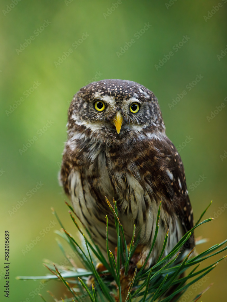 Eurasian pygmy owl, Glaucidium passerinum, perched on top of pine. The smallest owl in Europe. Beautiful bird of prey isolated on green blurred background. Wildlife scene from nature. Eurasian pygmy owl, Glaucidium passerinum, perched on top of pine. The smallest owl in Europe. Beautiful bird of prey isolated on green blurred background. Wildlife scene from nature.