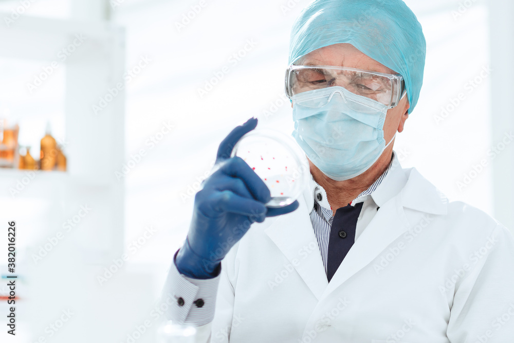 scientist in protective gloves holds a Petri dish. scientist in protective gloves holds a Petri dish.