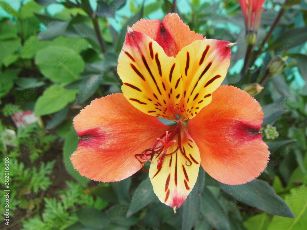 オレンジ色のアルストロメリアの花の接写