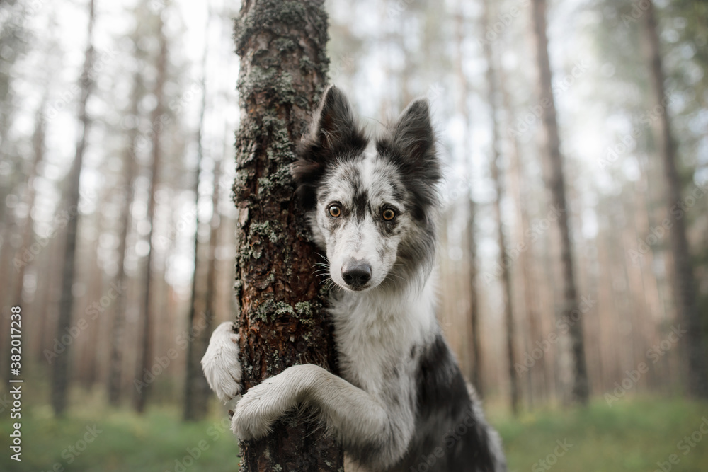 Dog in the forest. funny marble border collie in nature