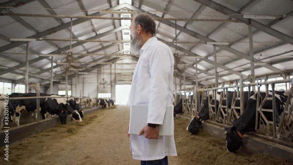 Side view panning shot of agricultural scientist or veterinarian with laptop and in white coat examining dairy cows eating hay in stalls in farm shed Side view panning shot of agricultural scientist or veterinarian with laptop and in white coat examining dairy cows eating hay in stalls in farm shed