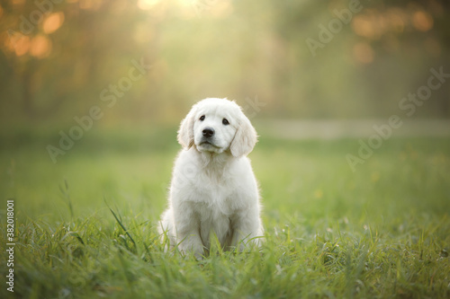 golden retriever puppy on the grass. happy dog walking in the park. 