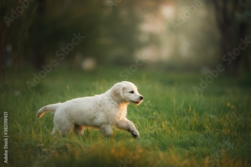 golden retriever puppy on the grass. happy dog walking in the park. 