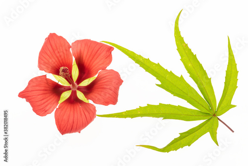 fiore e foglie di ibisco coccineo su fondo bianco