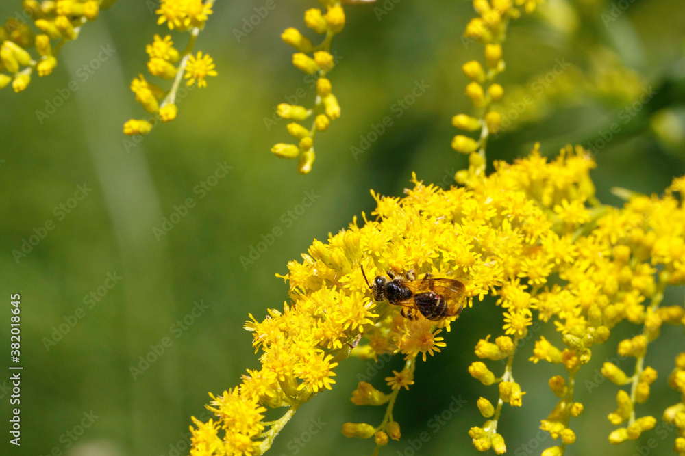 Cloudy-winged Mining Bee on goldenrod