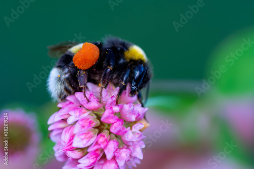 Close-Up Of Bumblebee On Lavender  Bee pollinating lavender © blackdiamond67