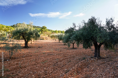 olive trees in Spain with red ground in                               autumn  sunny weather