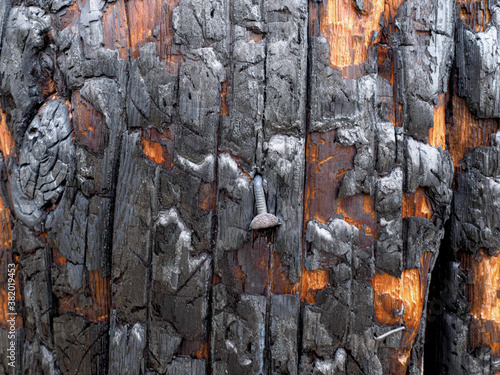 Burned wood with nail