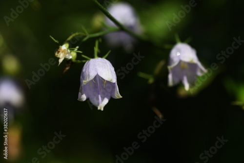 Japanese lady bell (Adenophora triphylla) / Campanulaceae plant photo