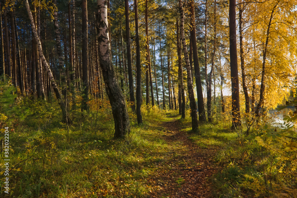 Obraz premium Beautiful landscape in autumn birch grove. Autumn, yellow birch forest, nature autumn landscape.