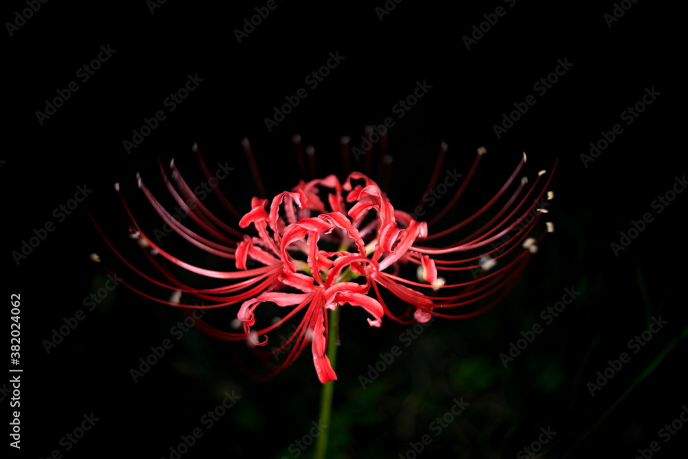 Tokyo,Japan-October 1, 2020: Isolated Red spider lily or Cluster amaryllis or Lycoris radiata
Tokyo,Japan-October 1, 2020: Isolated Red spider lily or Cluster amaryllis or Lycoris radiata