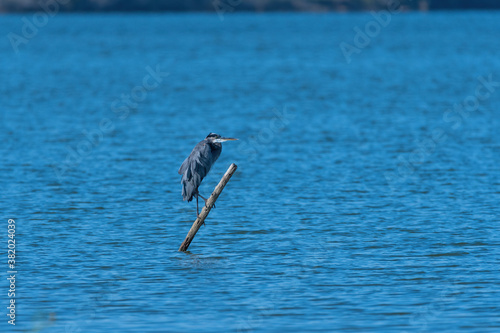 Great Blue Heron perched on fence post submerged in lake