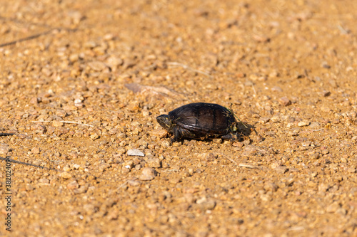 Tiny baby turtle in the middle of a patch of brown dirt
