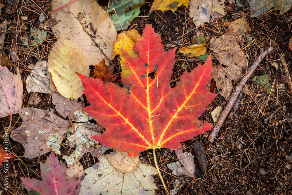 A vibrant leaf on the forest floor. 