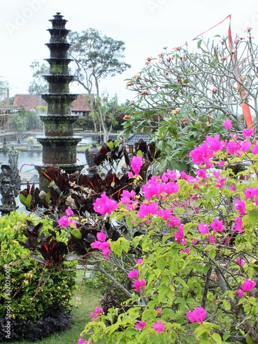 Bougainvillea plant with garden and pond in background, Bali, Indonesia