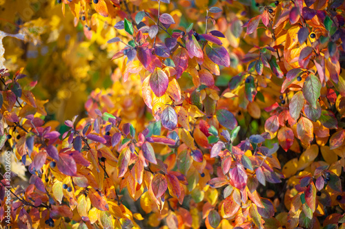 Autumn colors. Leaves of all colors. 