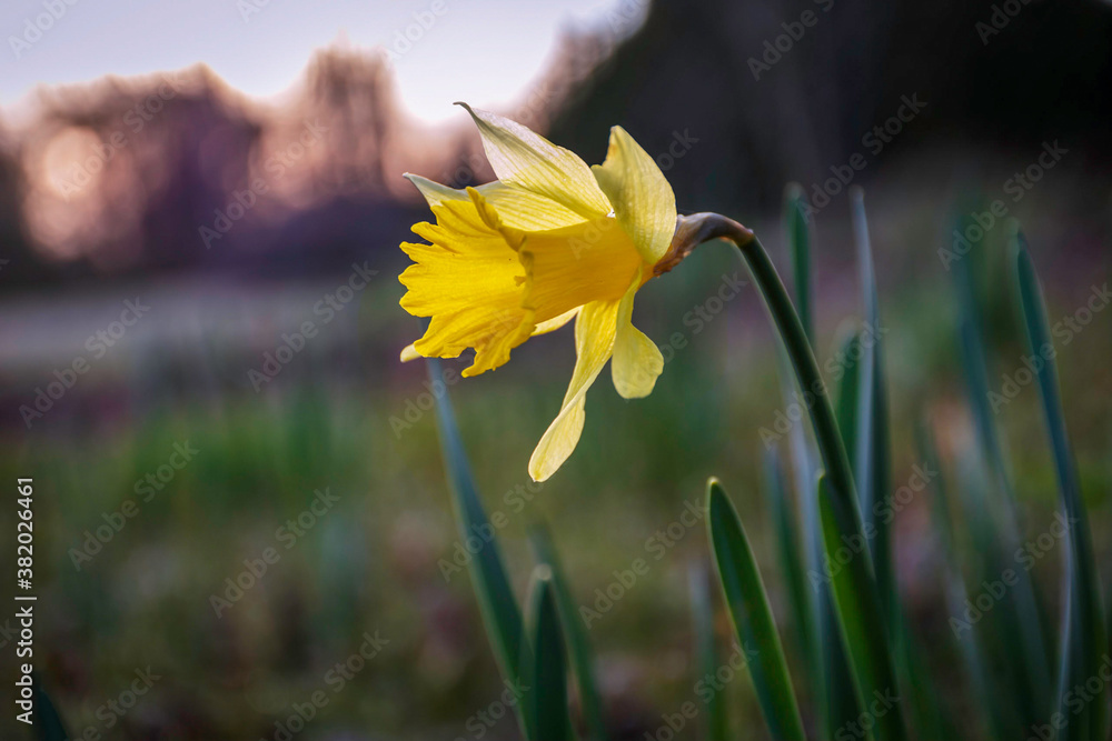 Sunrise Flower Sunrise Flower