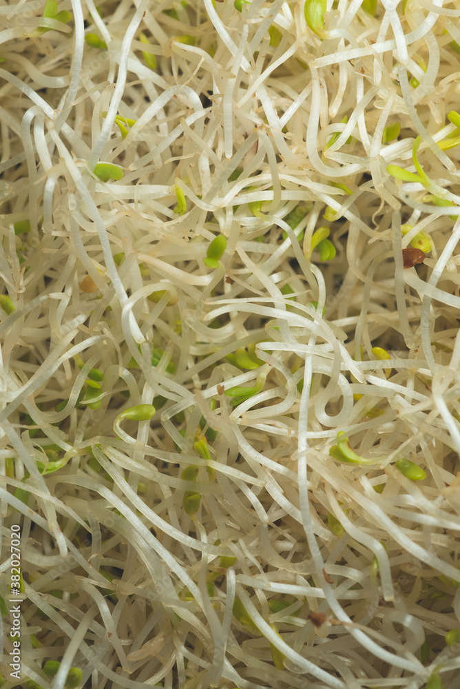 Alfalfa Sprout Macro close up