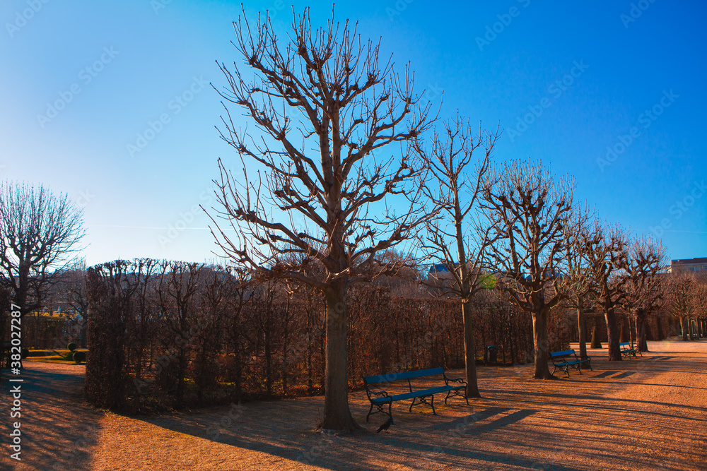 Empty trees and benches in the park 