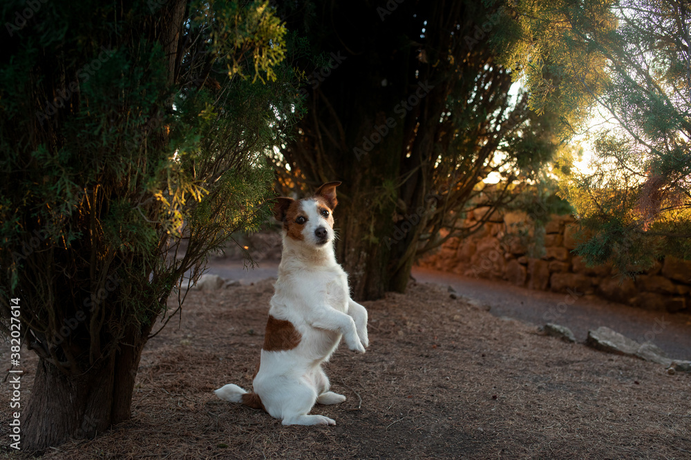 funny jack russell stands on his hind legs. Dog in nature in the sun. 