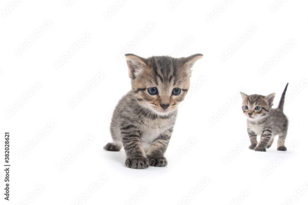 Two cute tabby kittens on white